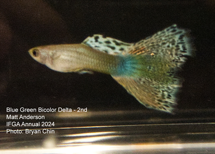 guppy blue green bicolor